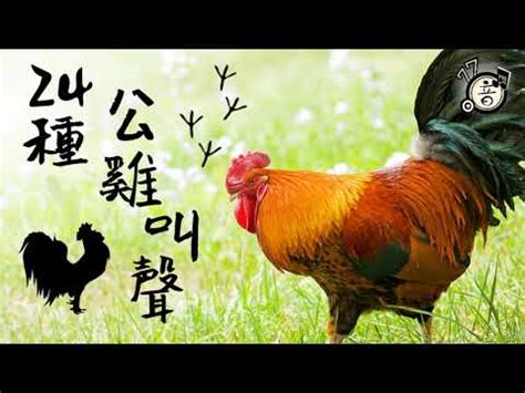 公雞啼鳴意思|雞鳴的解釋